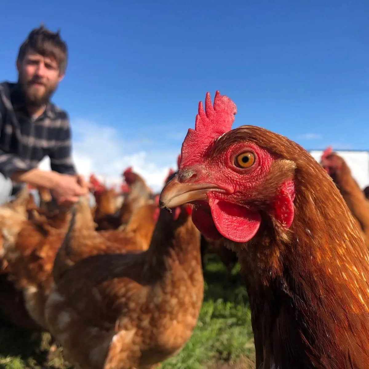 Brian, founder of Mad Yolk Farm, with his pasture-raised hens