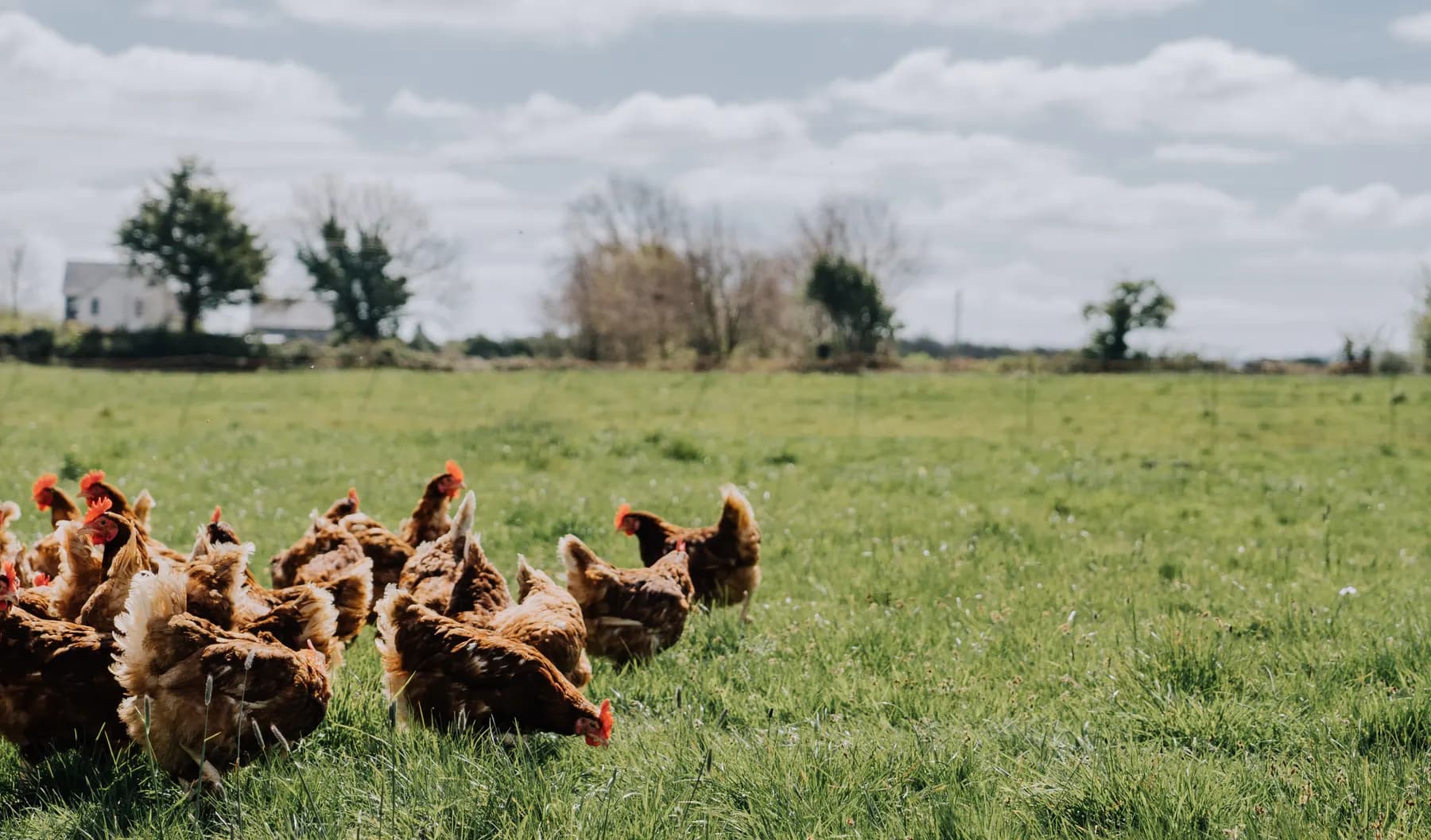 Hens grazing in pasture at Mad Yolk Farm