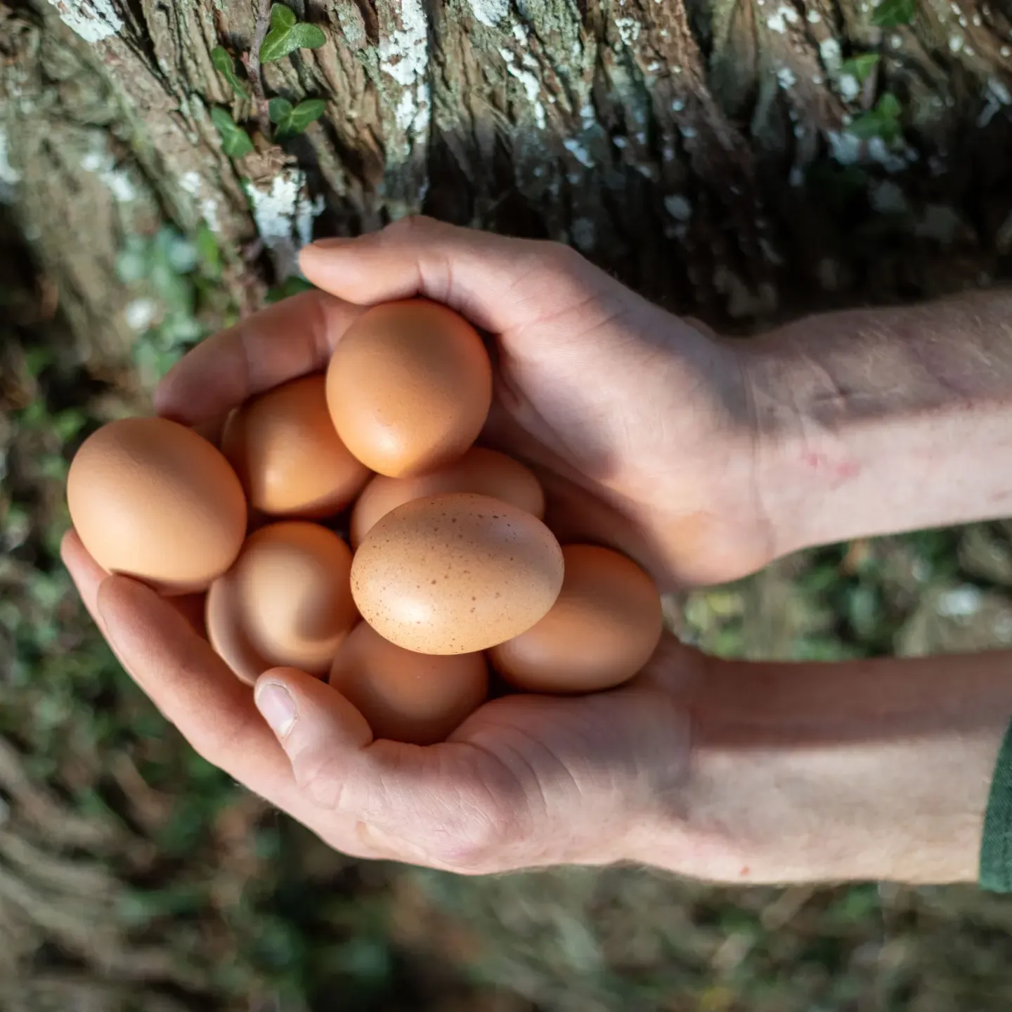 Hands holding fresh pasture-raised eggs at Mad Yolk Farm