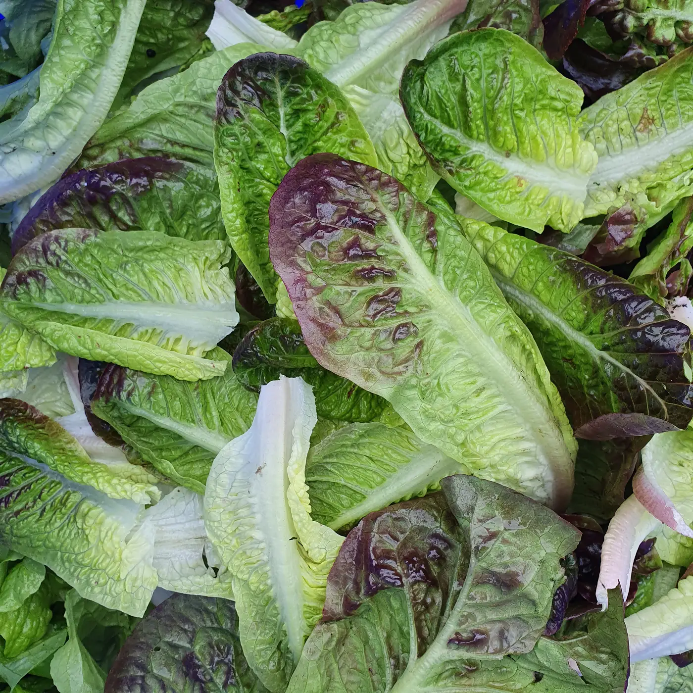 Freshly picked salad leaves from the Mad Yolk Farm market garden