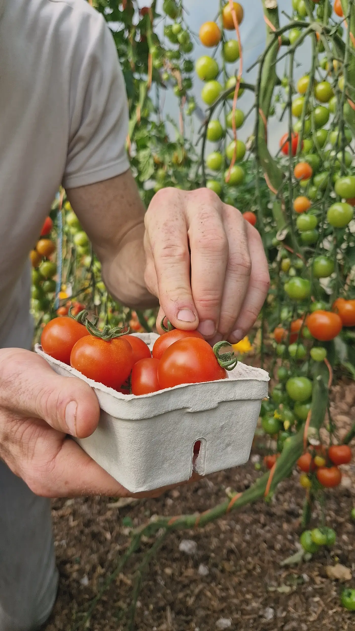 Picking ripe tomatoes in the Mad Yolk Farm polytunnel