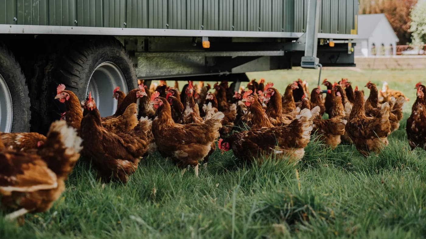 Pasture-raised hens beside their henhouse at Mad Yolk Farm