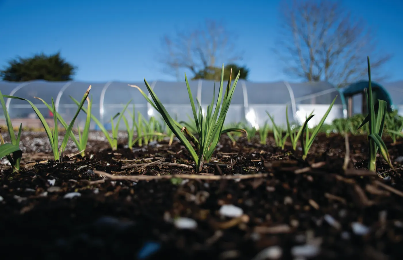 Leeks growing beside the polytunnel at Mad Yolk Farm