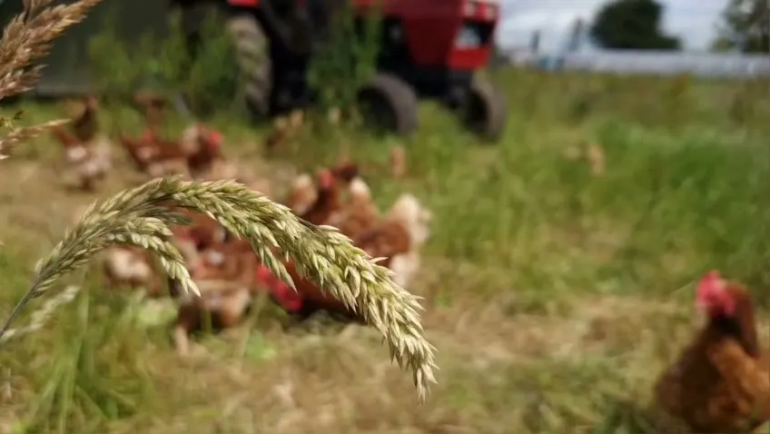 Free-range hens foraging in long grass beside the tractor at Mad Yolk Farm, Craughwell, Co. Galway