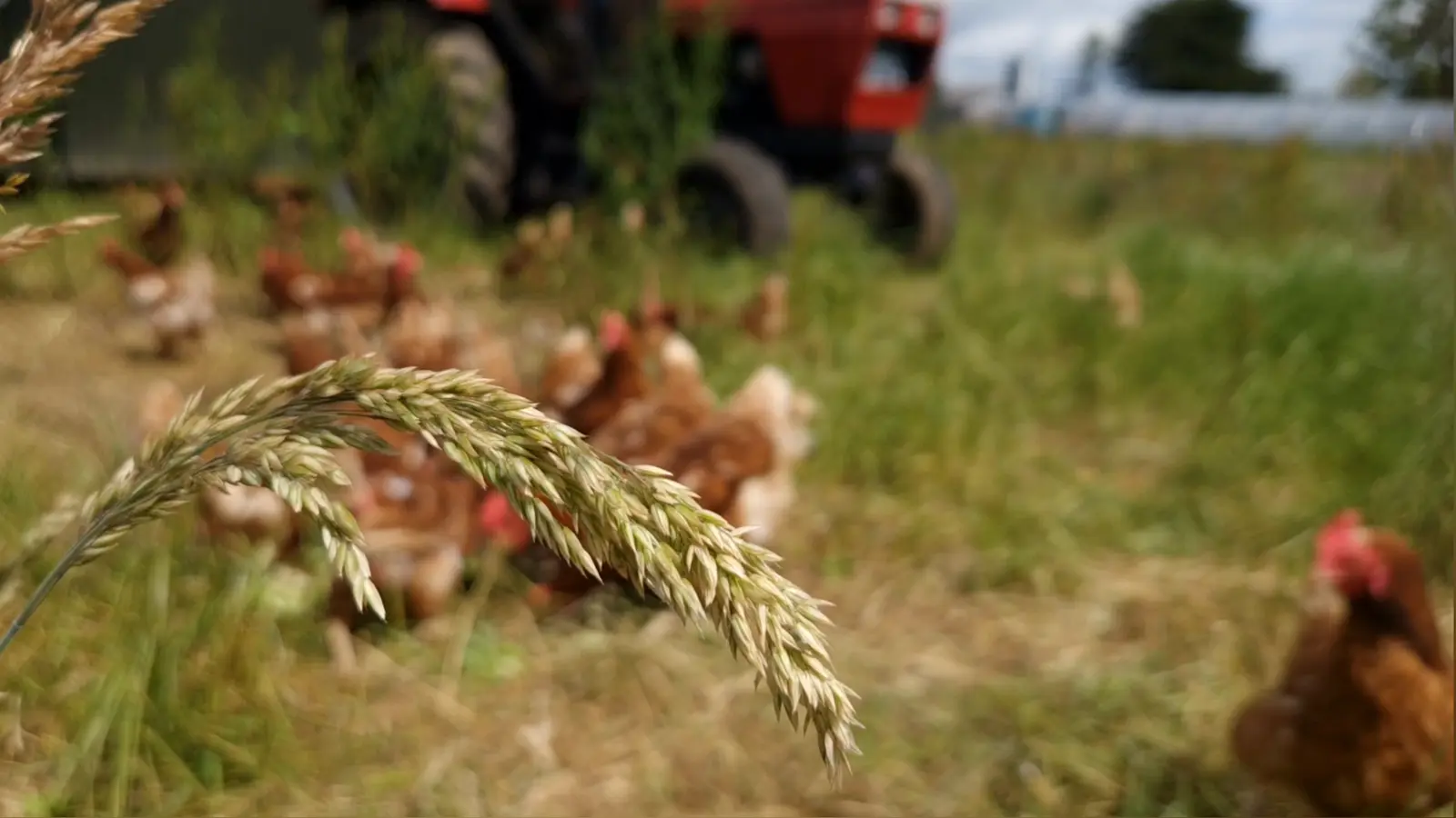 Pasture-raised hens grazing at Mad Yolk Farm in Craughwell, Co. Galway
